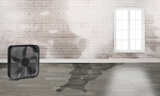 Best Water damage restoration near me  in Frent Hills, MO